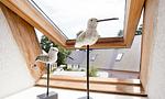 Dekorative Vögel am Fenster - Sonnenblumenhaus 02 - Top-Hundeurlaub