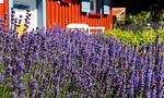 Aussenansicht eines Hauses mit blühendem Lavendel - Klönhus - Top-Hundeurlaub