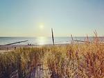 Strand mit Sonnenlicht und Schilfrohren - Christian - Top-Hundeurlaub