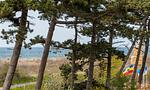 Blick auf den Strand zwischen hohen Bäumen - Strandidyll - Top-Hundeurlaub