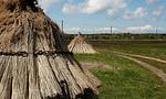 Haferkörbe auf grünem Feld - Boddensegler - Top-Hundeurlaub