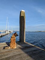 N119a Ferienhaus Anna Elisa mit eingezäunten Garten in Holland - Top-Hundeurlaub