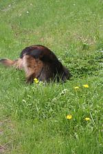 D127a Ferienhaus Sonnenwinkel mit eigenem eingezäunten Garten im Schwarzwald - Top-Hundeurlaub