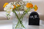 Dekoratives Detail - Pur A5 - Top-Hundeurlaub