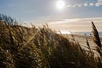 Strandblick mit hoher Vegetation im Vordergrund - Wind & Segel - Top-Hundeurlaub