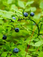 (46) Traumhaus in der Natur Smålands, Nahe dem See Västra Lägern - Top-Hundeurlaub