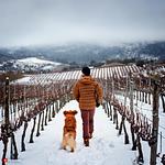 Am Wildbachberg - Top-Hundeurlaub