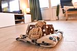 App. 54° - Top-Hundeurlaub