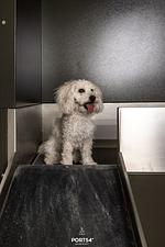 Wellness - Oceanview Suite List auf Sylt - Top-Hundeurlaub