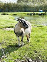 Garten - Villa Deichblick - Top-Hundeurlaub