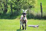 Garten - Ferienhaushälfte Fenja - Top-Hundeurlaub