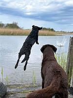 Landschaft - Ferienhaushälfte Fenja - Top-Hundeurlaub