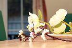 Dekoratives Detail - Haus Kranich App 426 - Top-Hundeurlaub