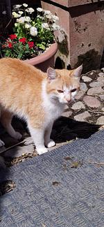 Gartenblick - Ferienwohnung Clara Hof Döttgebüll - Top-Hundeurlaub