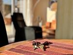 Ferienwohnung an der Meersburg Therme - Top-Hundeurlaub