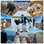 Bolliwerk10 AUF der Ostsee - Olpenitz / Hunde kostenlos - Top-Hundeurlaub