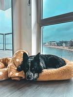 Bolliwerk10 AUF der Ostsee - Olpenitz / Hunde kostenlos - Top-Hundeurlaub