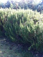 Mondo Felice - Top-Hundeurlaub