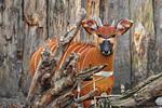 Allwetterzoo Münster - Top-Hundeurlaub