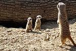 Allwetterzoo Münster - Top-Hundeurlaub