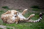 Allwetterzoo Münster - Top-Hundeurlaub