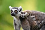 Allwetterzoo Münster - Top-Hundeurlaub