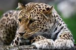 Allwetterzoo Münster - Top-Hundeurlaub