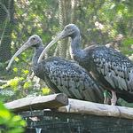 Allwetterzoo Münster - Top-Hundeurlaub