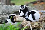 Allwetterzoo Münster - Top-Hundeurlaub