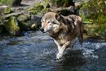Allwetterzoo Münster - Top-Hundeurlaub