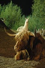 Abenteuerpark Kulturinsel Einsiedel - Top-Hundeurlaub