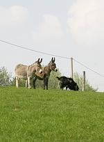 Freizeitpark Plohn - Top-Hundeurlaub