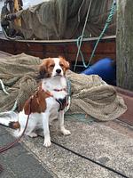 Dekoratives Detail - Apartment 1.7 - Top-Hundeurlaub