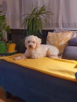 Walters Apartment - Wohlfühlurlaub für Mensch und Hund - Top-Hundeurlaub