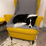 Walters Apartment - Wohlfühlurlaub für Mensch und Hund - Top-Hundeurlaub