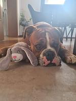 Walters Apartment - Wohlfühlurlaub für Mensch und Hund - Top-Hundeurlaub