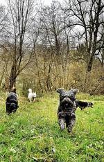 Ferienhaus Chalet an der Brettach - Top-Hundeurlaub