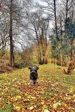 Ferienhaus Chalet an der Brettach - Top-Hundeurlaub