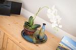 Dekoratives Detail - Syltblume, App. 11 - Top-Hundeurlaub