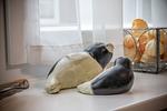 Ferienhaus 50007 - Top-Hundeurlaub