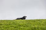 50142 Gretchen´s Hus 2 - Top-Hundeurlaub