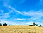 Landschaft - Ferienwohnung Strandliebe Laboe - Top-Hundeurlaub