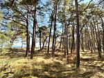 Landschaft - Strand-Koje 823: strandnah, Terrasse - Top-Hundeurlaub