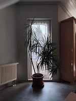 Ferienwohnung Hartmann - Top-Hundeurlaub