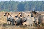 De fiene Stuv - Top-Hundeurlaub