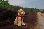 Landschaft - Küstenhaus Silbermöwe - Top-Hundeurlaub