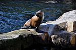 SeeStern - Villa am Strand - Top-Hundeurlaub