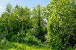 Gartenblick - Seestern - Villa am Strand - Top-Hundeurlaub
