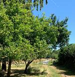 Meierhus FeWo "kleines Nest" - Top-Hundeurlaub
