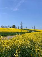 Meierhus FeWo "kleines Nest" - Top-Hundeurlaub